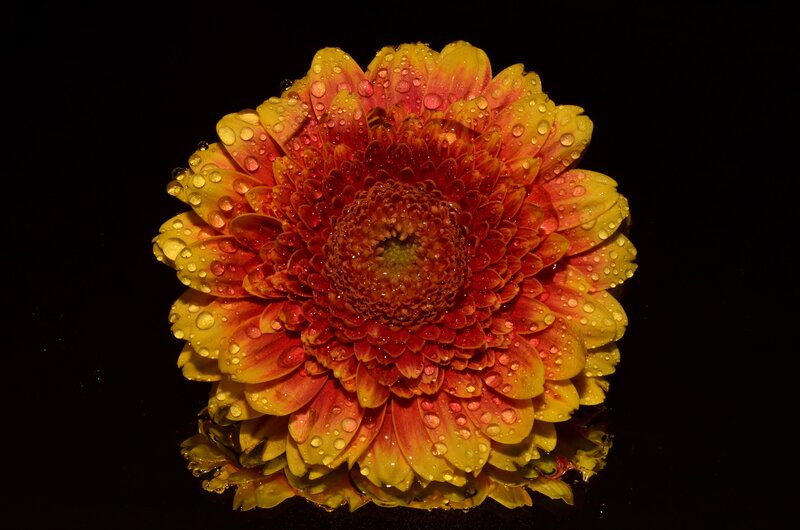 Gerbera Daisy Flower — Yellow, Dramatic