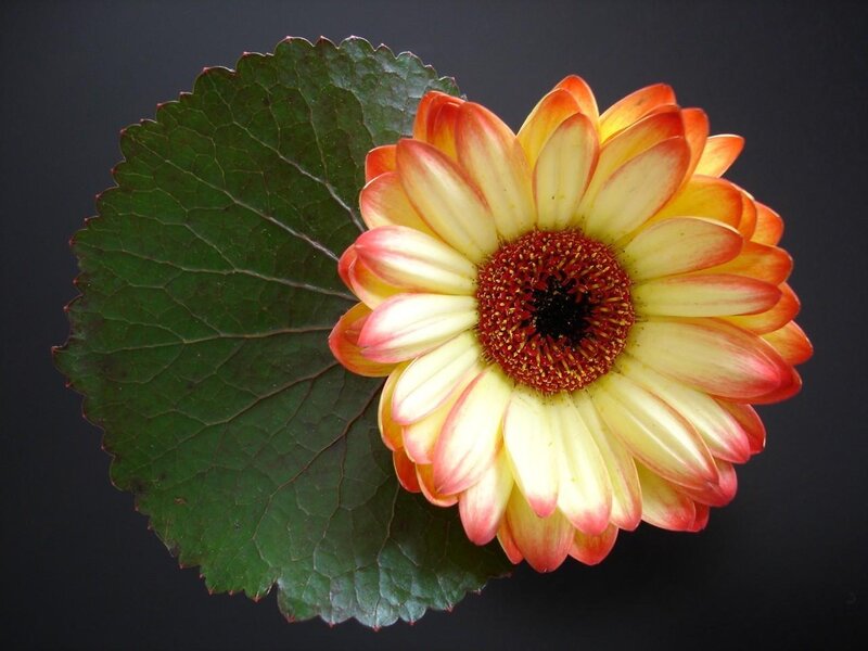 Gerbera Daisy Flower — Yellow