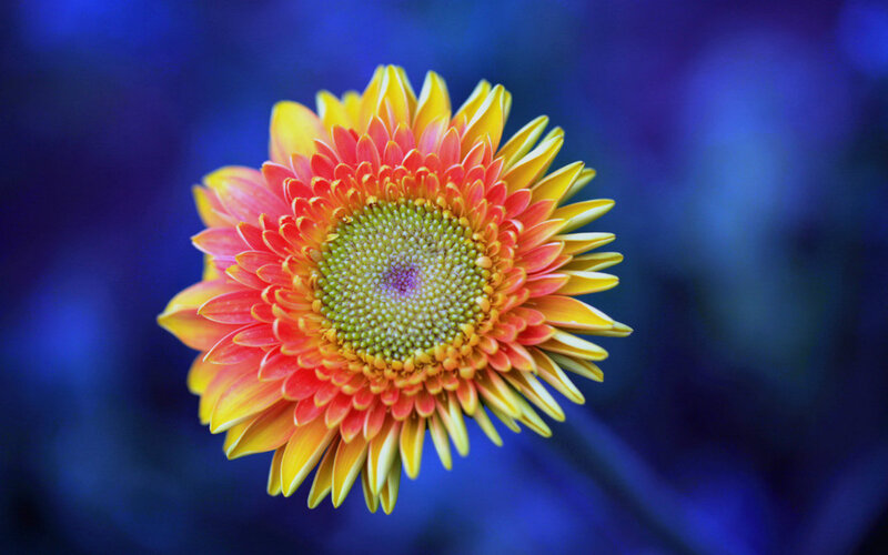 Gerbera Daisy Flower — Yellow, Vibrant