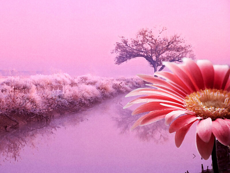 Gerbera Daisy in Pink Landscape