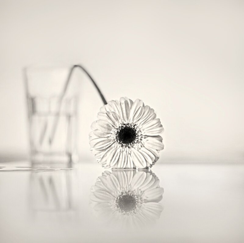 Gerbera Daisy on Table