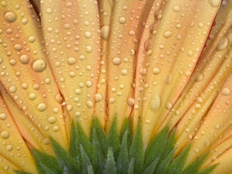 Gerbera Daisy Petals