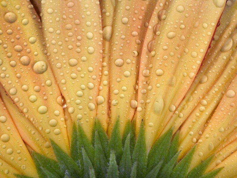 Gerbera Daisy Petals — Yellow, Calm