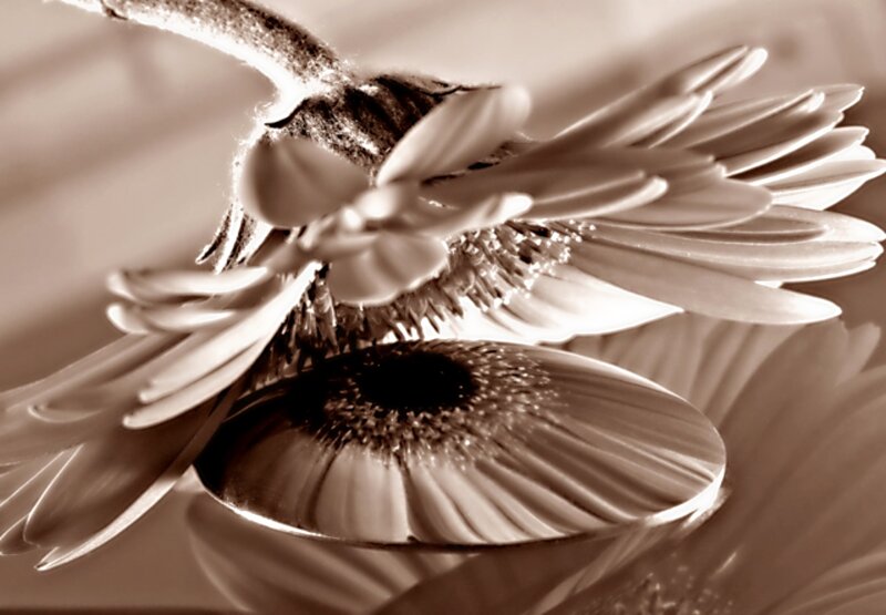 Gerbera Daisy Reflection