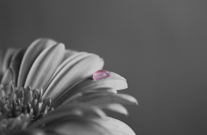 Gerbera Daisy with Water Droplet
