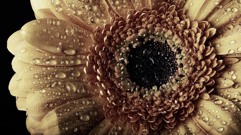 Gerbera Daisy with Water Droplets — Brown, Dramatic, Photograph