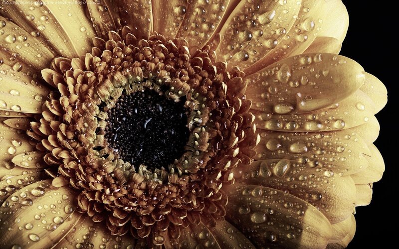 Gerbera Daisy with Water Droplets — Brown, Dramatic