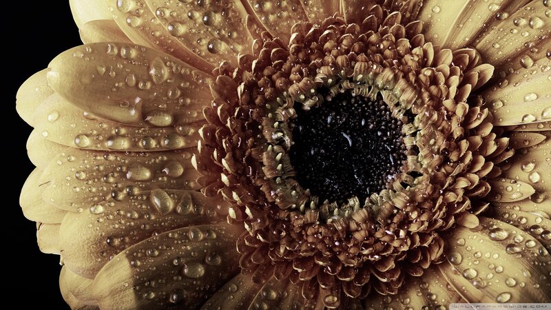 Gerbera Daisy with Water Droplets — Brown