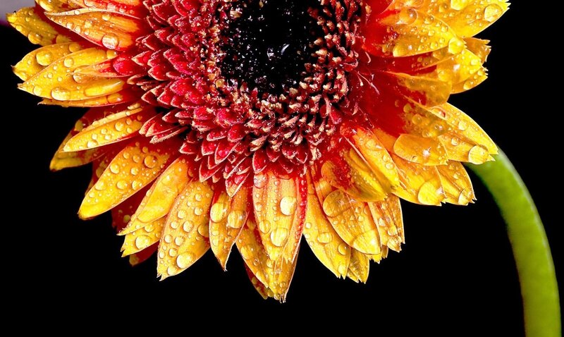 Gerbera Daisy with Water Droplets