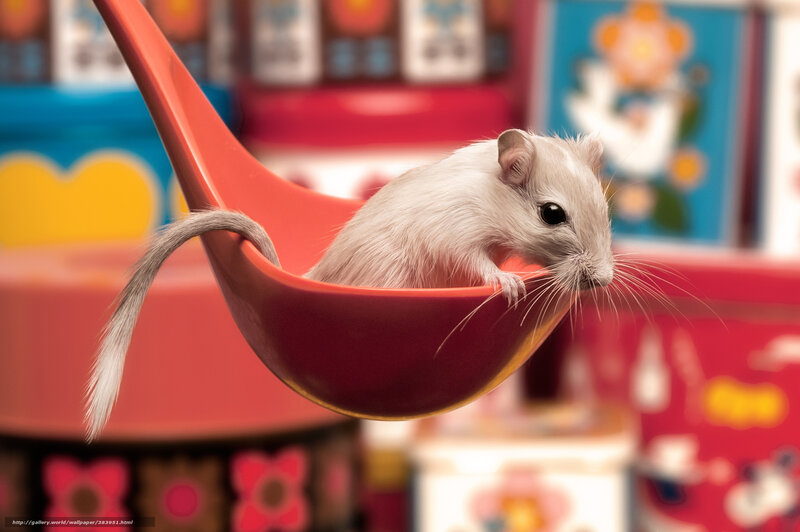 gerbil in a red spoon