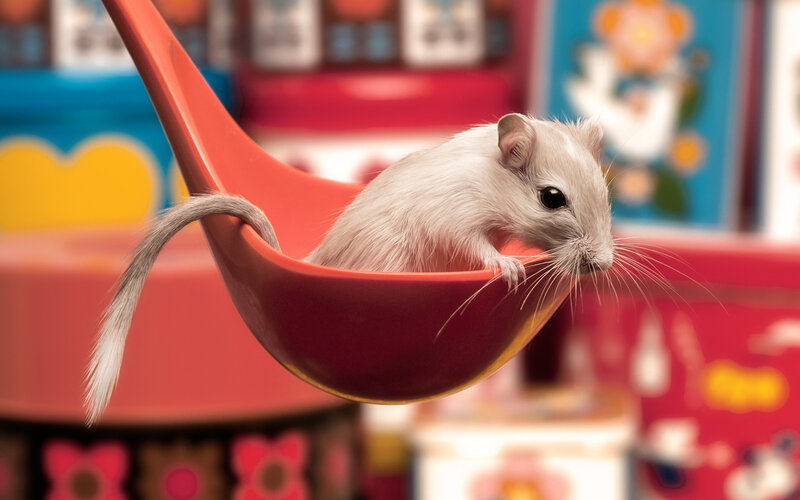 Gerbil in Red Spoon