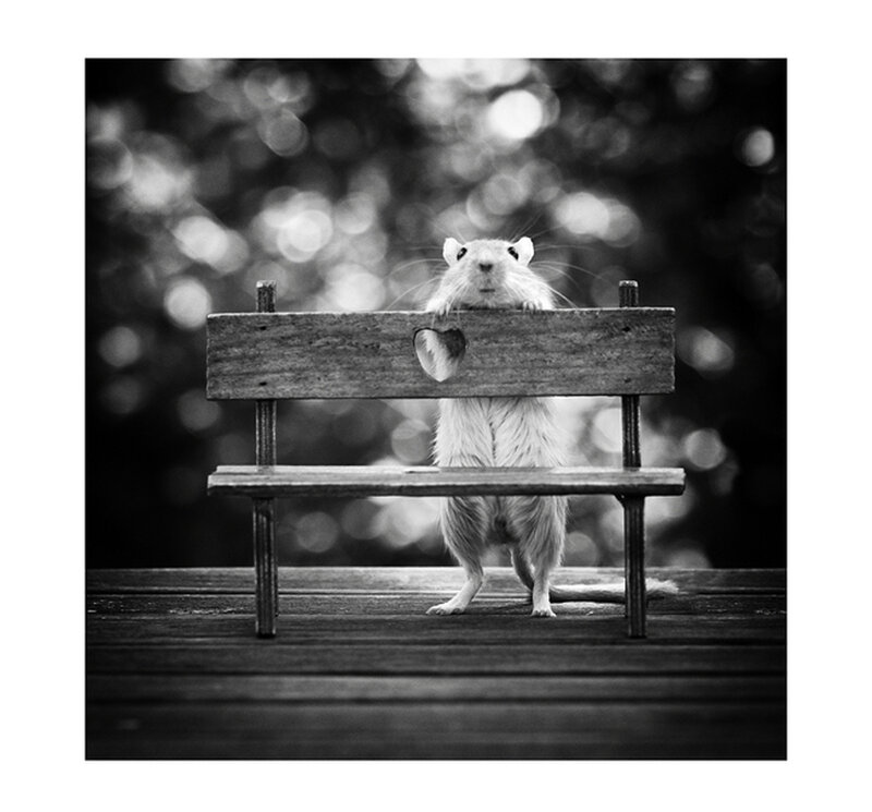 Gerbil on Bench
