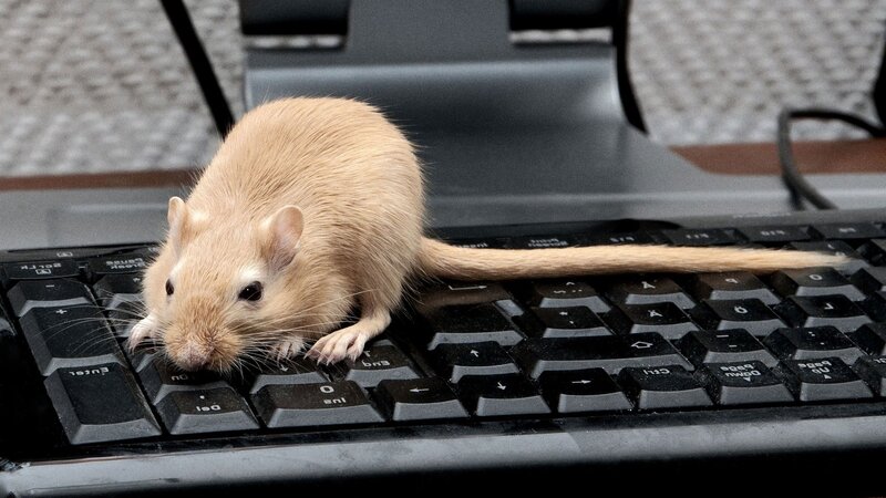 gerbil on keyboard