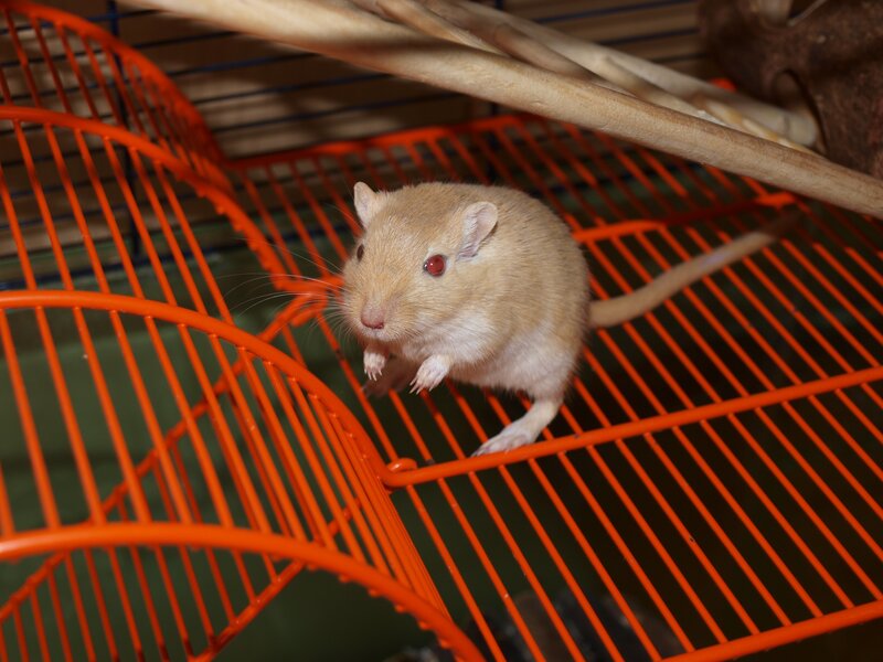 gerbil on orange cage