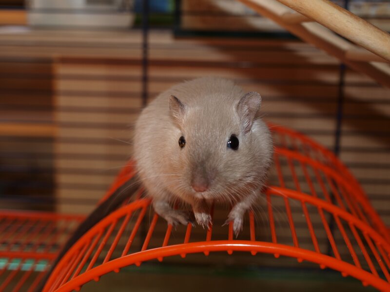 gerbil on orange wheel
