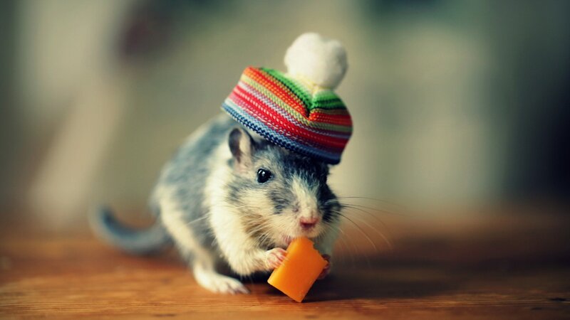 Gerbil Wearing Hat — Gray
