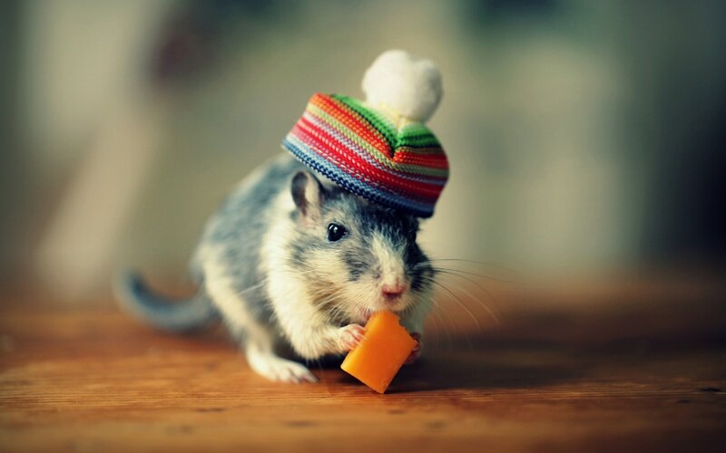 Gerbil Wearing Hat