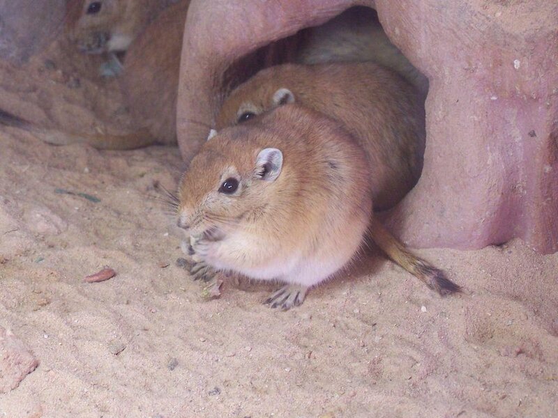gerbils in a burrow