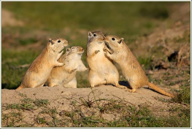 gerbils playing on a mound