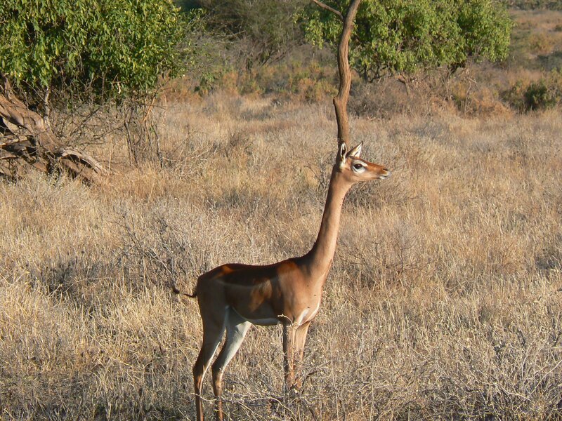 Gerenuk standing in savanna