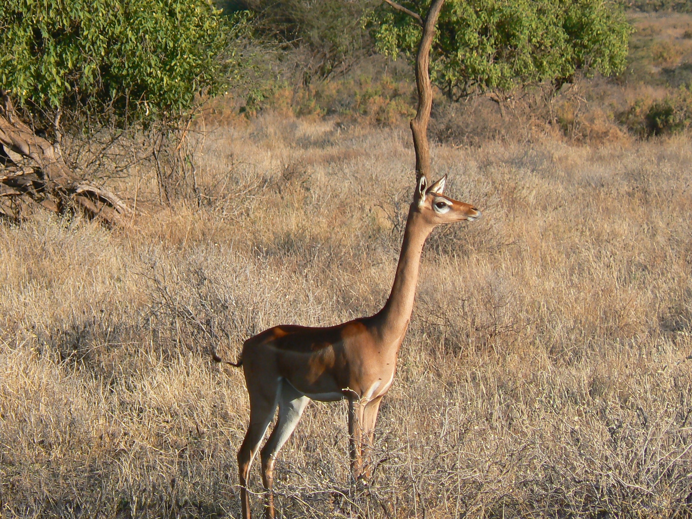 Gerenuk standing in savanna