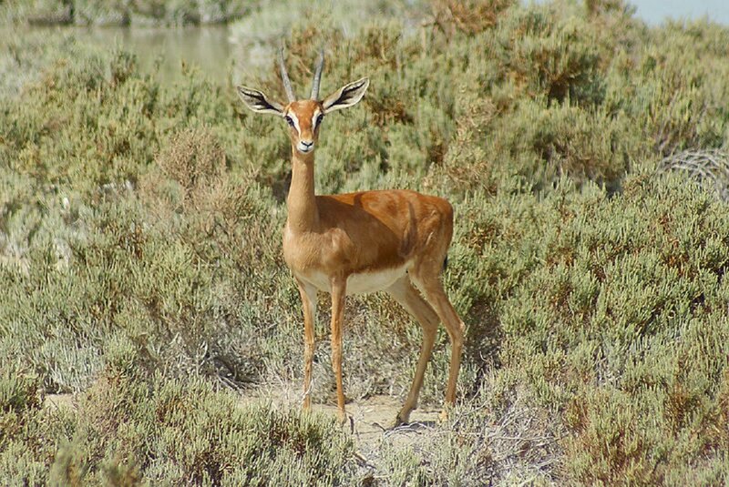 Gerenuk Standing in Shrubs