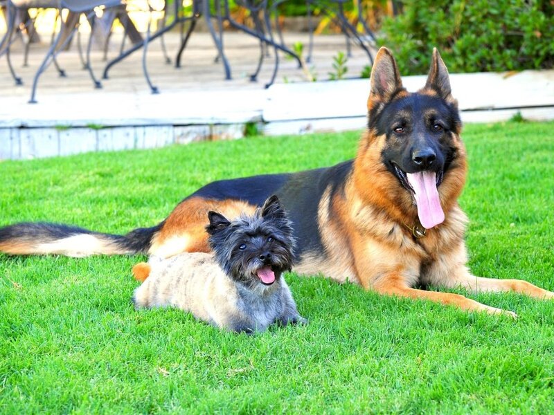 German Shepherd and Cairn Terrier