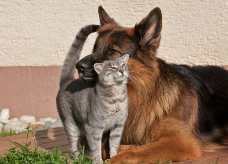 German Shepherd and Cat