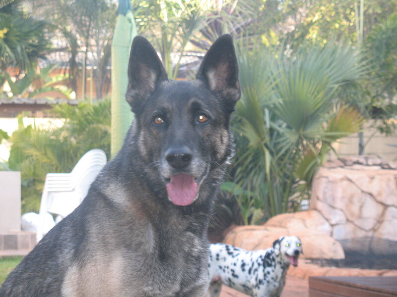 German Shepherd and Dalmatian in garden