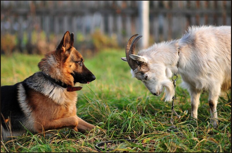 German Shepherd and Goat