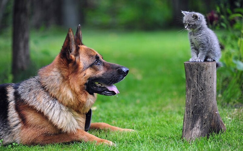German Shepherd and Kitten — Green