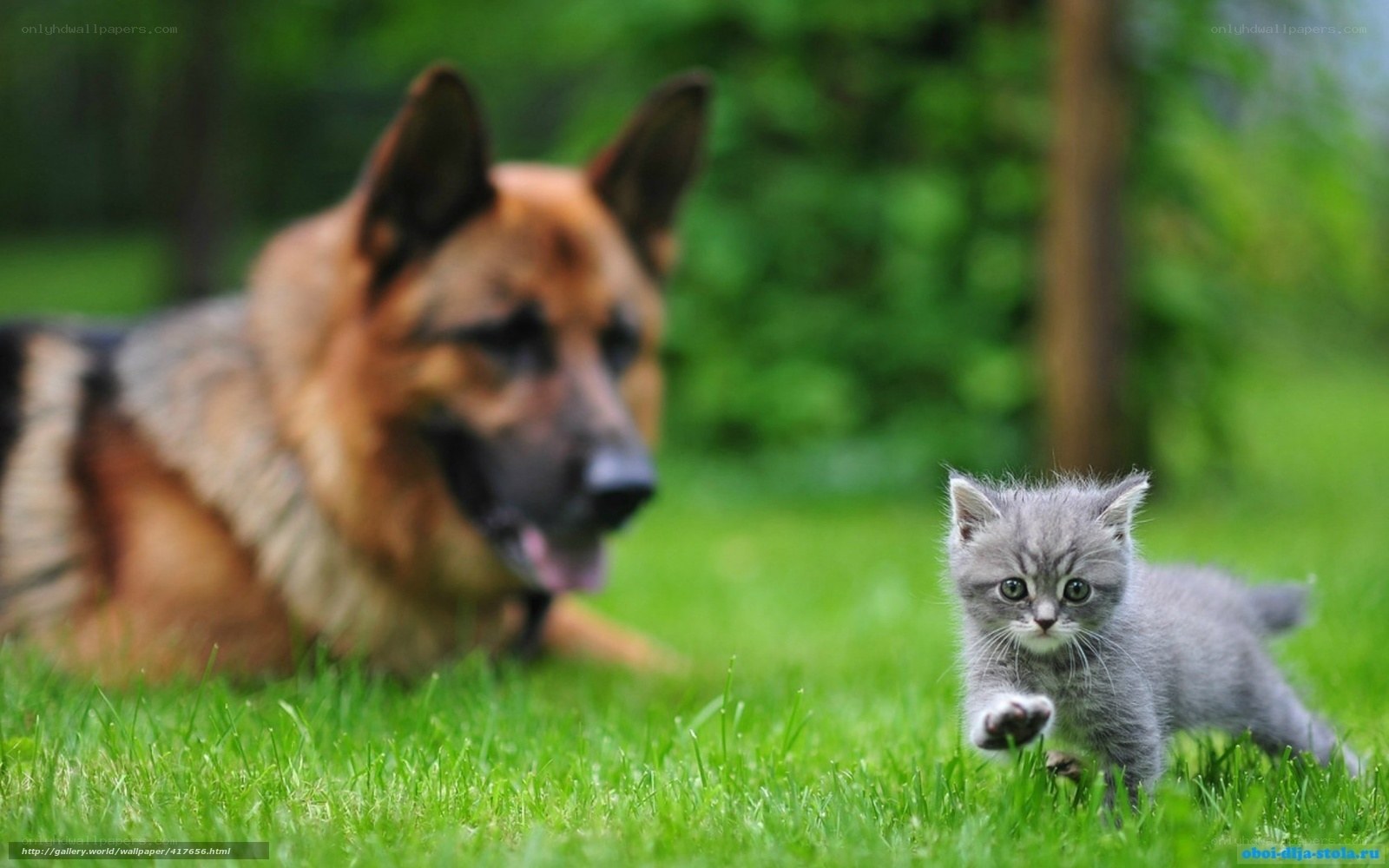 German Shepherd and kitten on grass