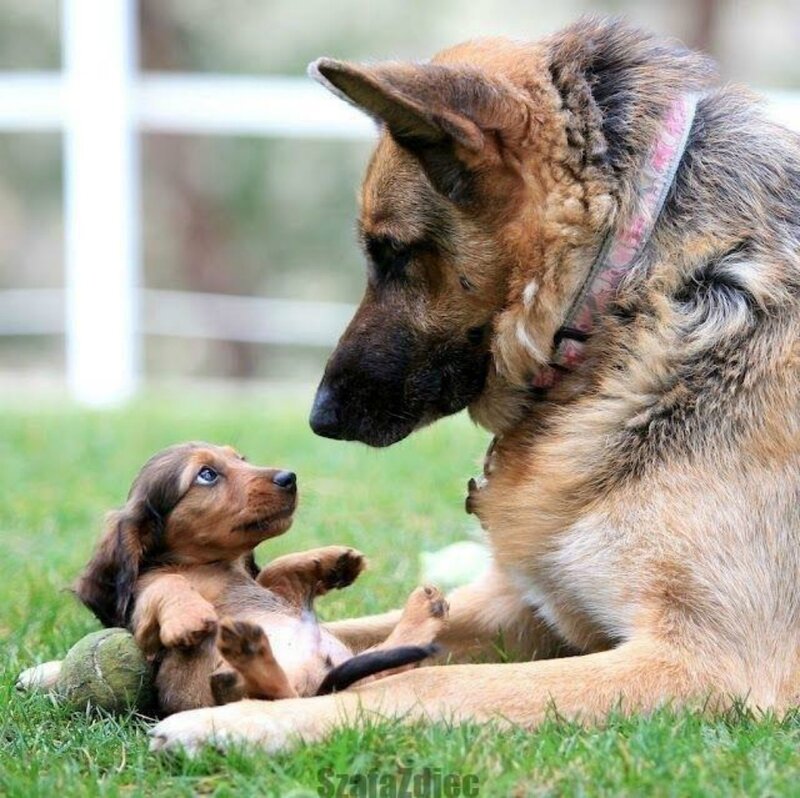 German Shepherd and Puppy — Green