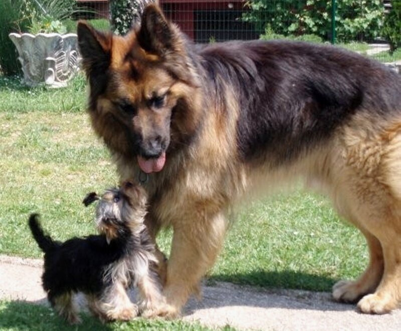 German Shepherd and Puppy