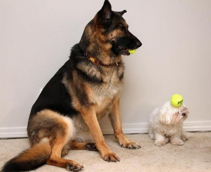 German Shepherd and Small Dog — Black