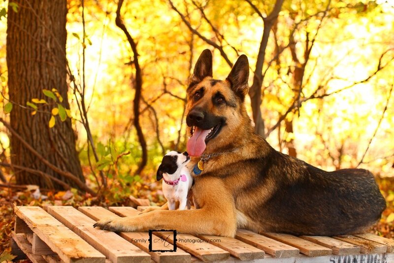 German Shepherd and Small Dog