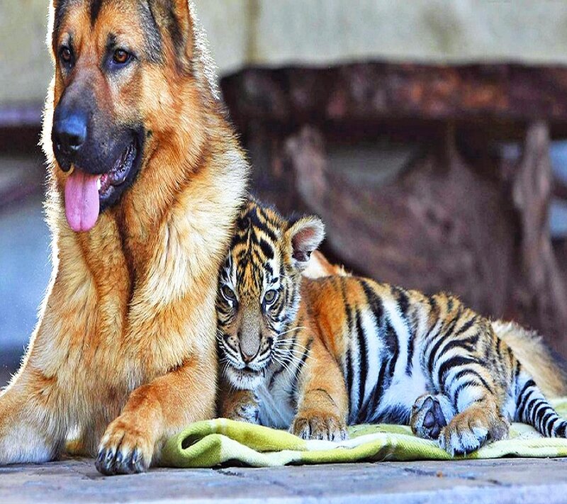 German Shepherd and Tiger Cub — Brown