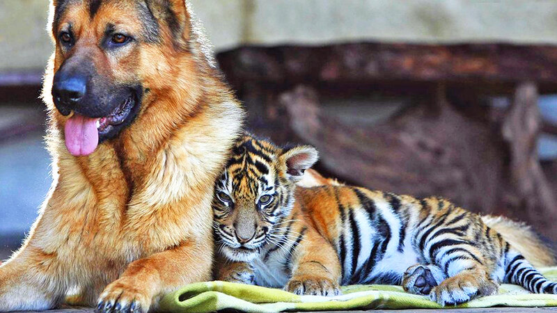 German Shepherd and Tiger Cub