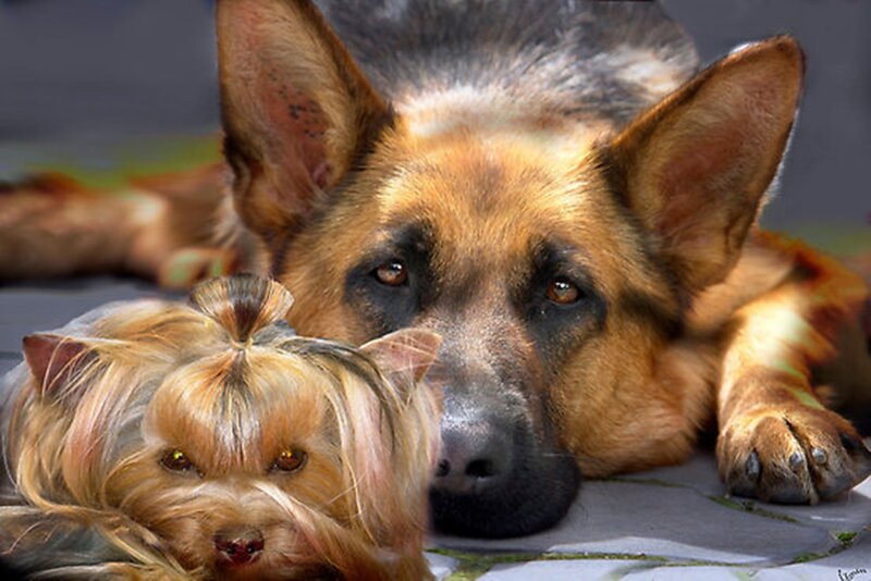 German Shepherd and Yorkie — Brown
