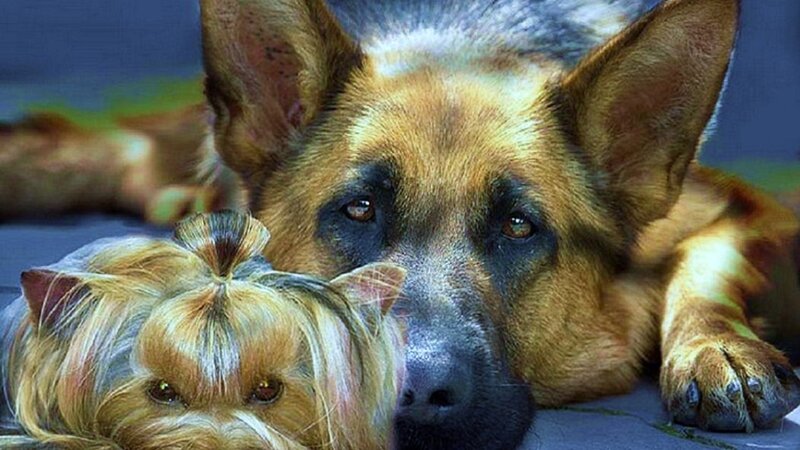 German Shepherd and Yorkie