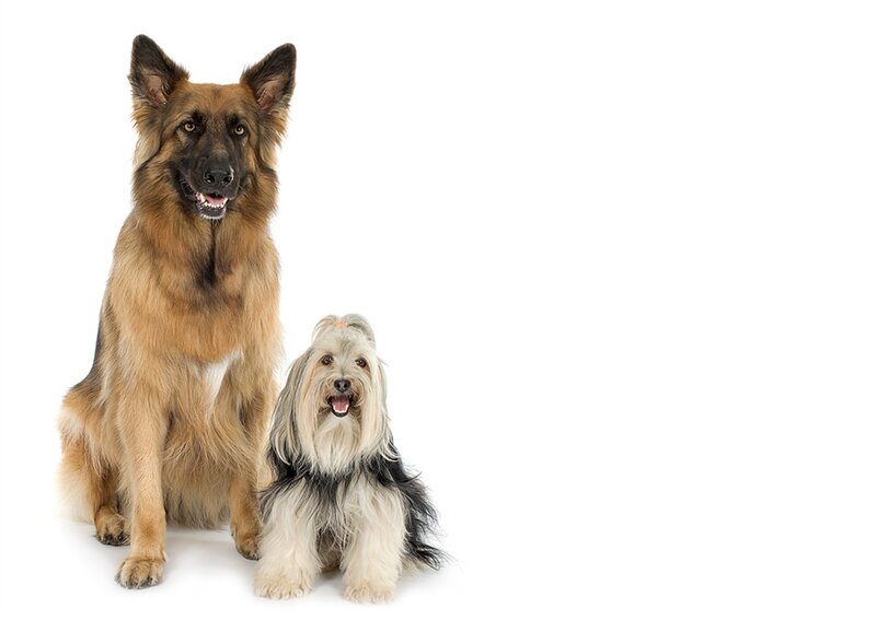 German Shepherd and Yorkshire Terrier — Brown, Neutral