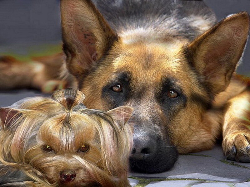 German Shepherd and Yorkshire Terrier — Brown