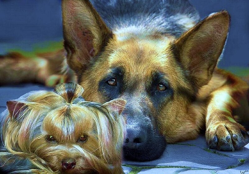 German Shepherd and Yorkshire Terrier
