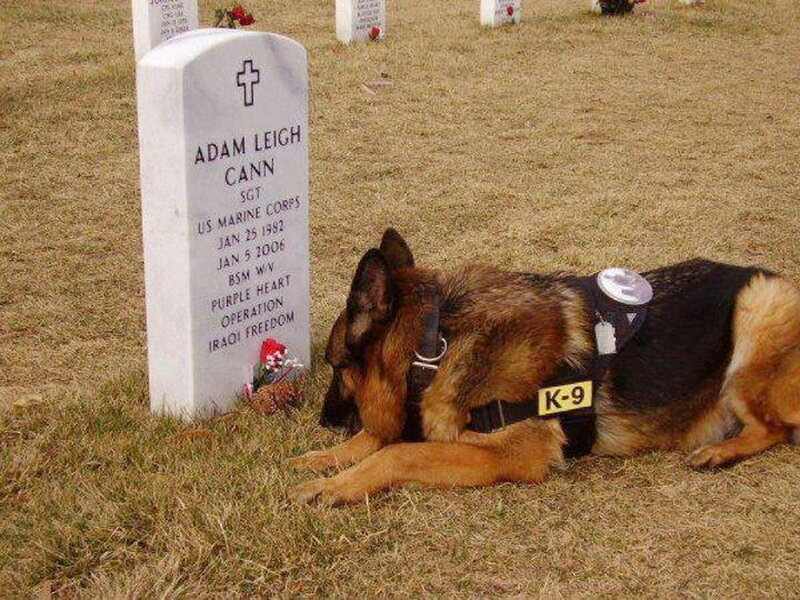 German Shepherd at Grave — Brown