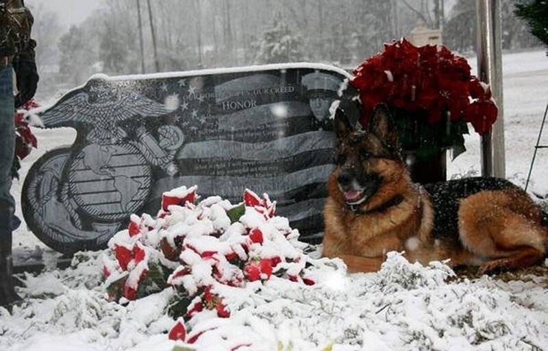 German Shepherd at Grave