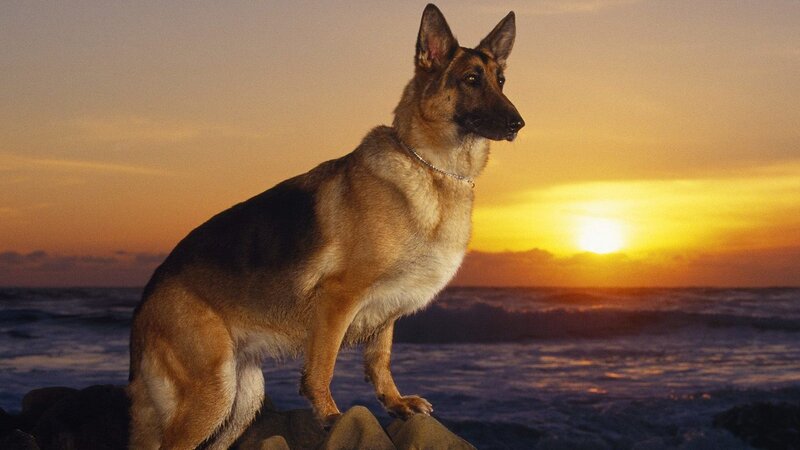 German Shepherd at sunset