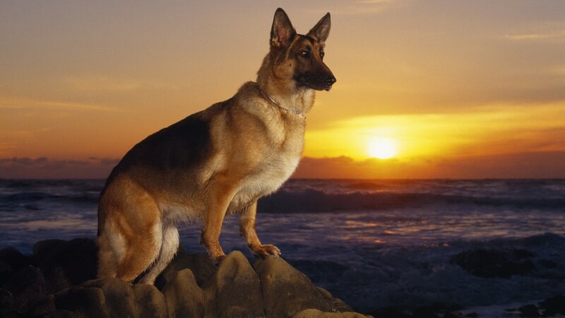 German Shepherd at sunset