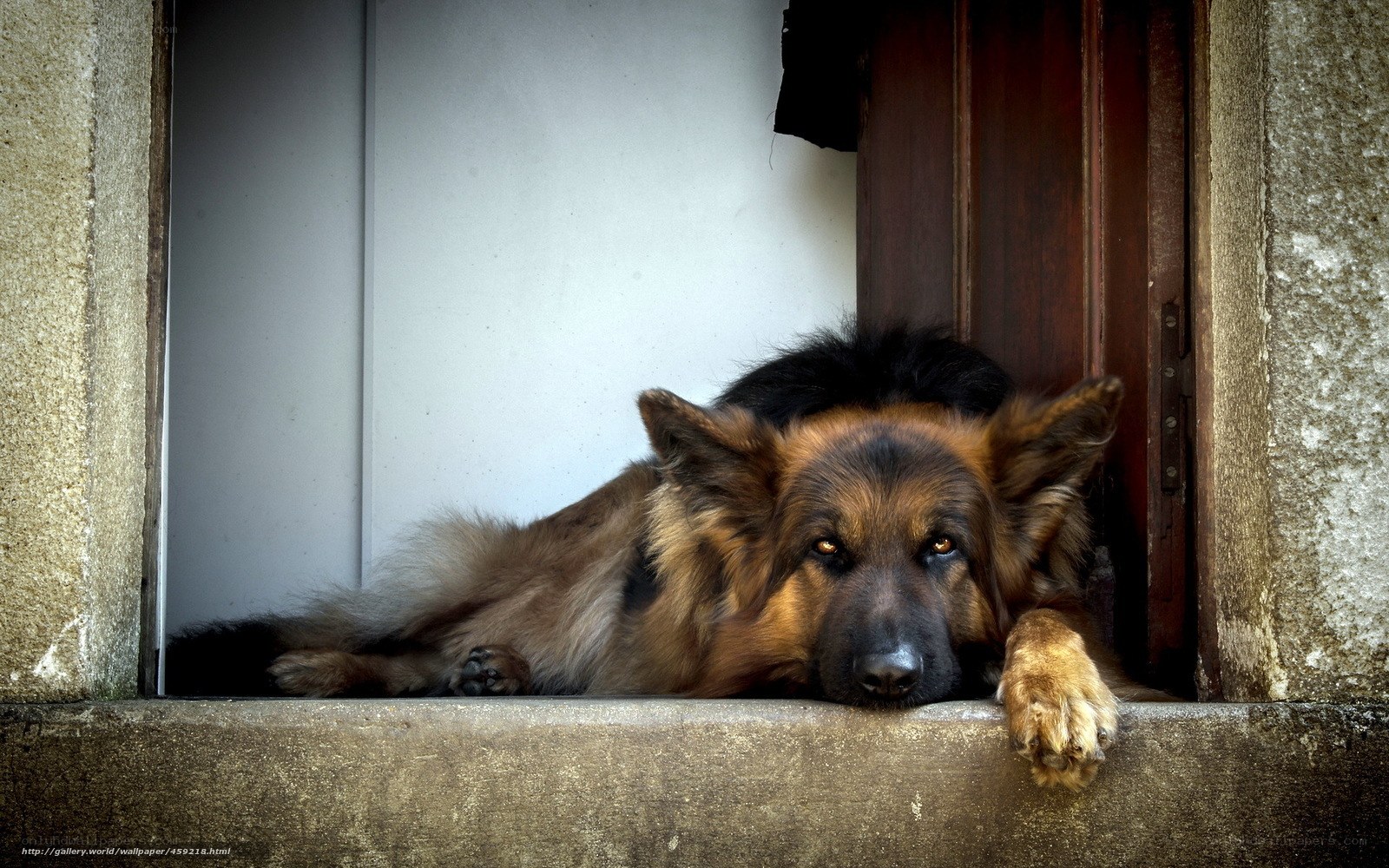 German Shepherd at the Door