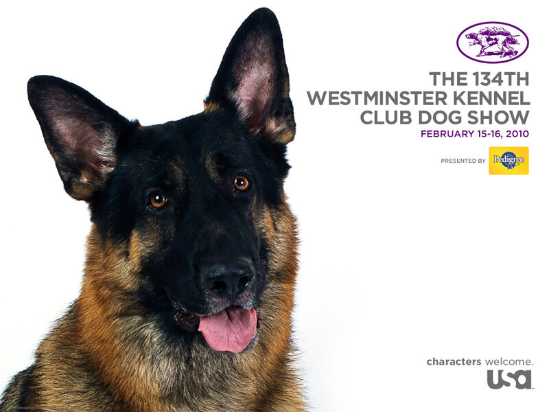 German Shepherd at Westminster Dog Show