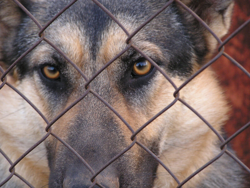 German Shepherd Behind Fence